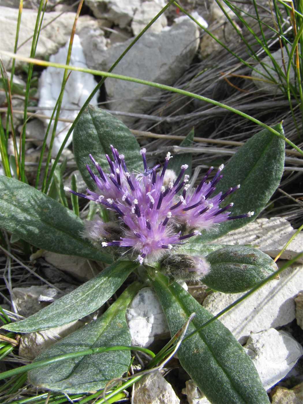 Image of Saussurea kuschakewiczii specimen.