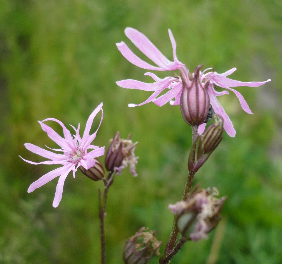 Изображение особи Coccyganthe flos-cuculi.