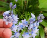 Hyacinthoides non-scripta