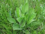 Plantago urvillei