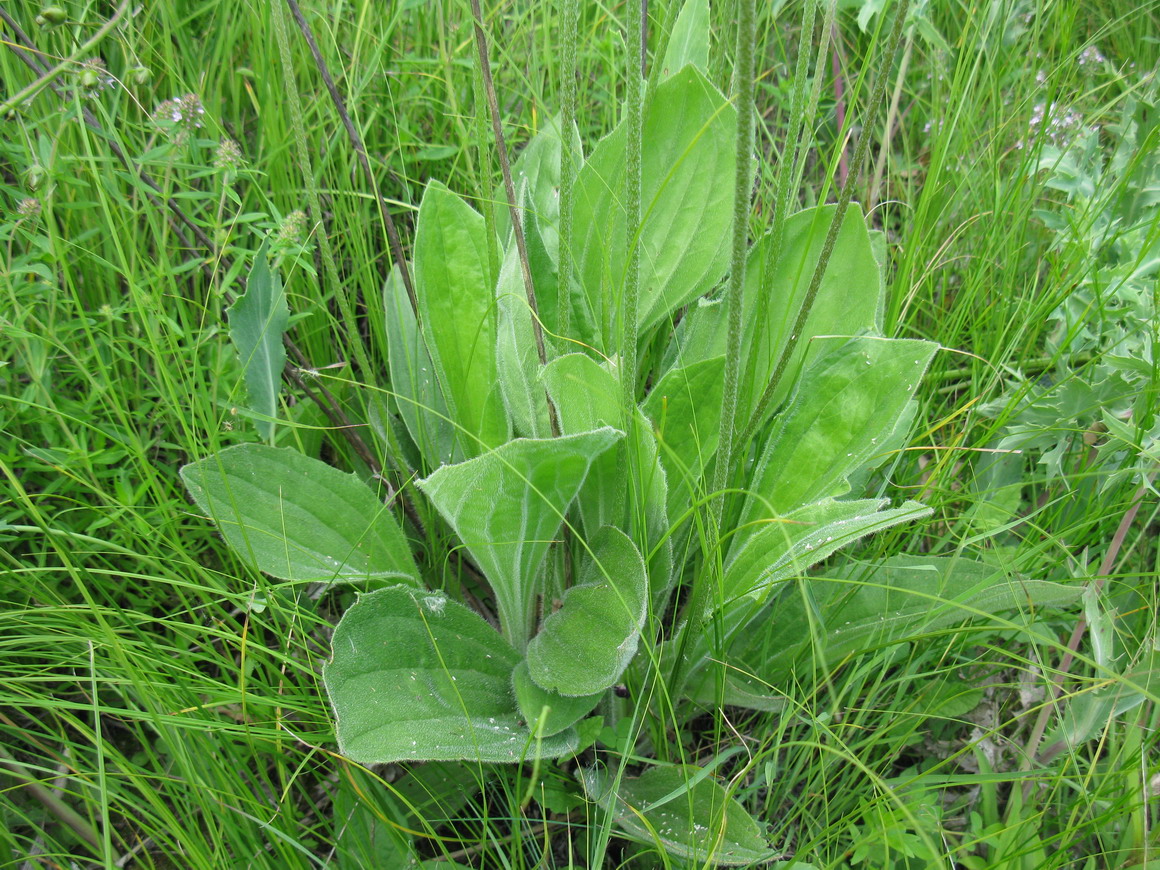 Изображение особи Plantago urvillei.