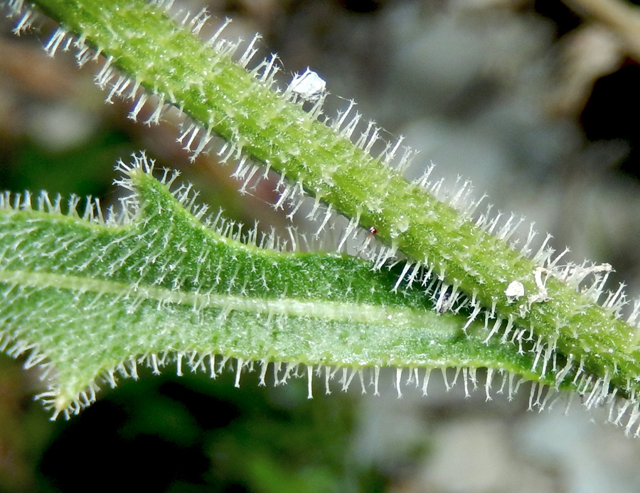 Изображение особи Leontodon asperrimus.