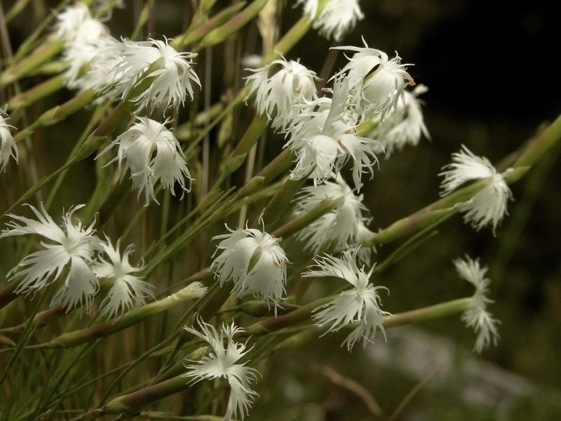 Image of Dianthus acicularis specimen.