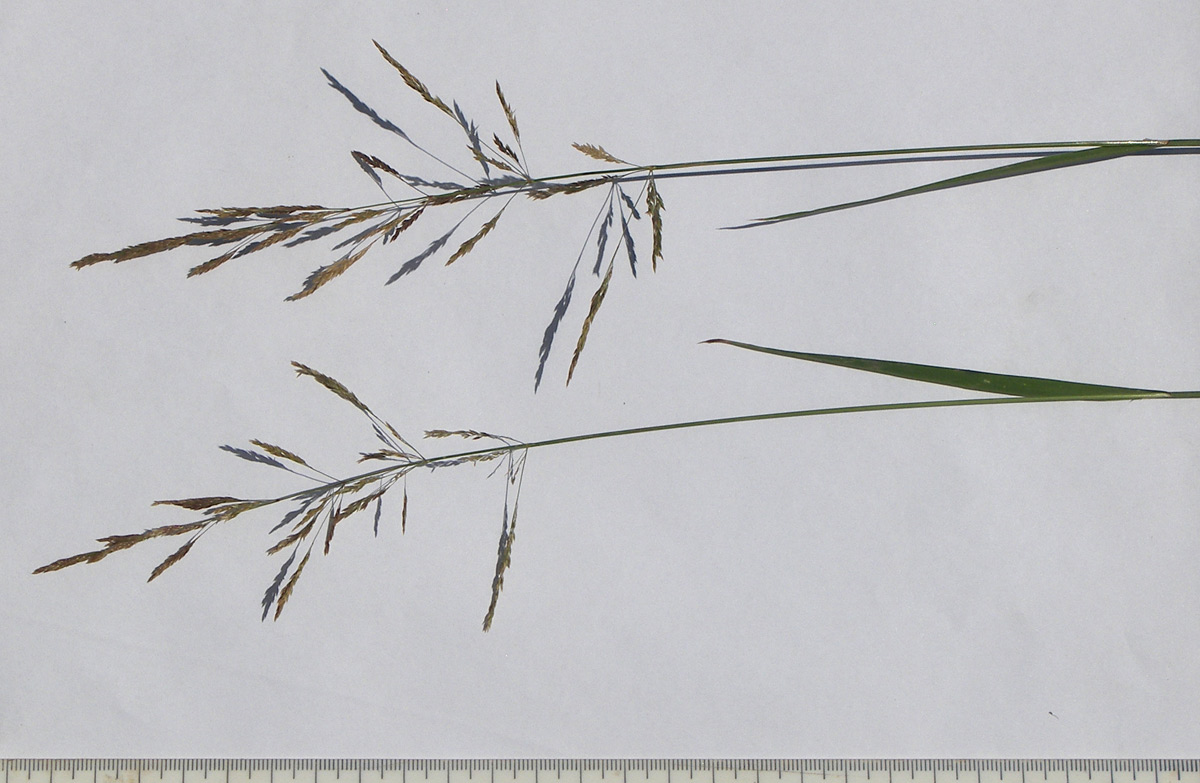 Image of Agrostis stolonifera specimen.