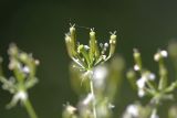 Chaerophyllum bulbosum