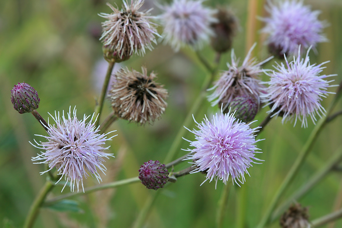 Image of Cirsium arvense specimen.