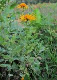 Inula grandiflora. Верхушки побегов с соцветиями; листья поражены мучнисторосяным грибом. Краснодарский край, хр. Ачишхо, ок. 1800 м н.у.м., луг. 02.08.2016.