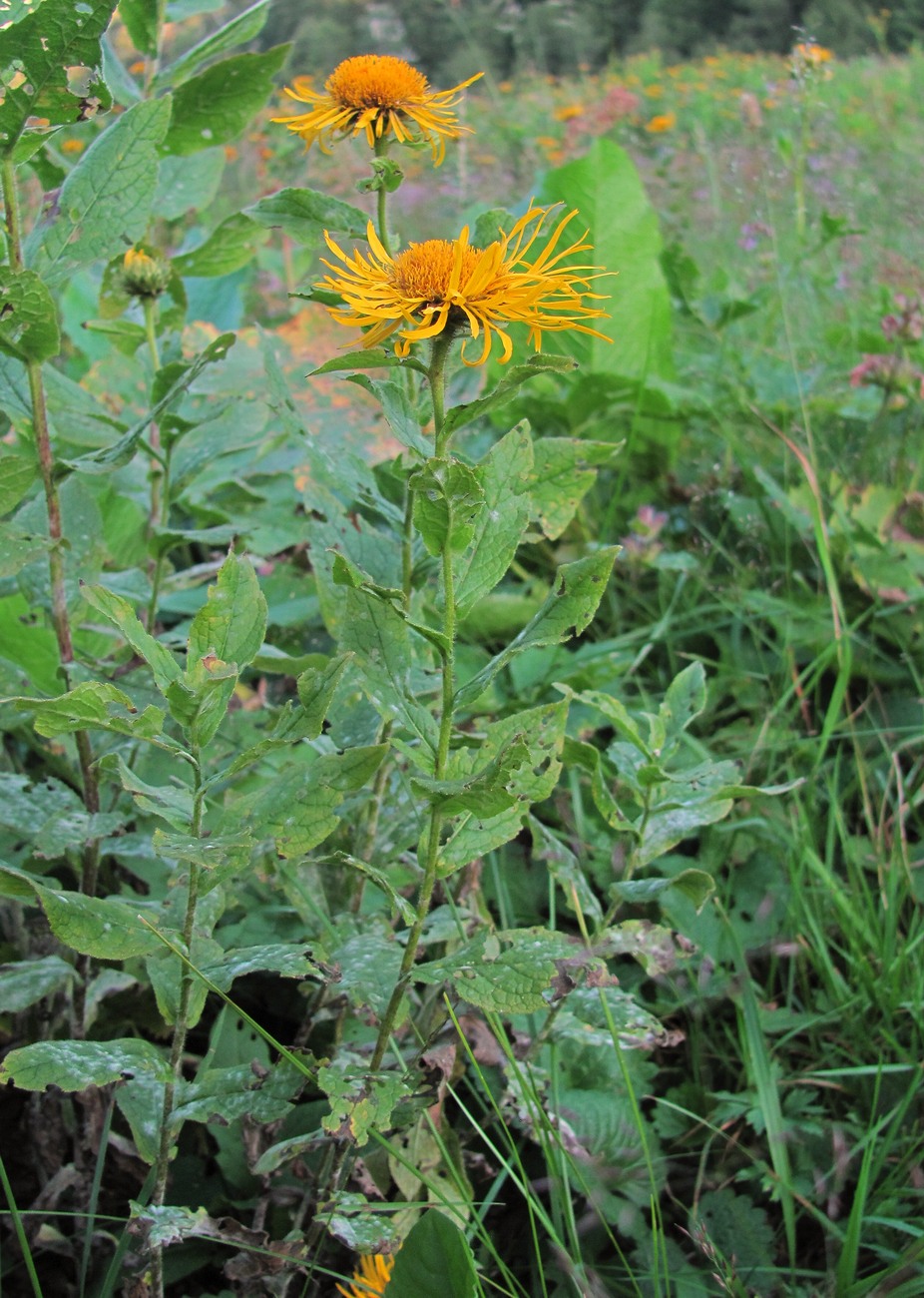 Image of Inula grandiflora specimen.