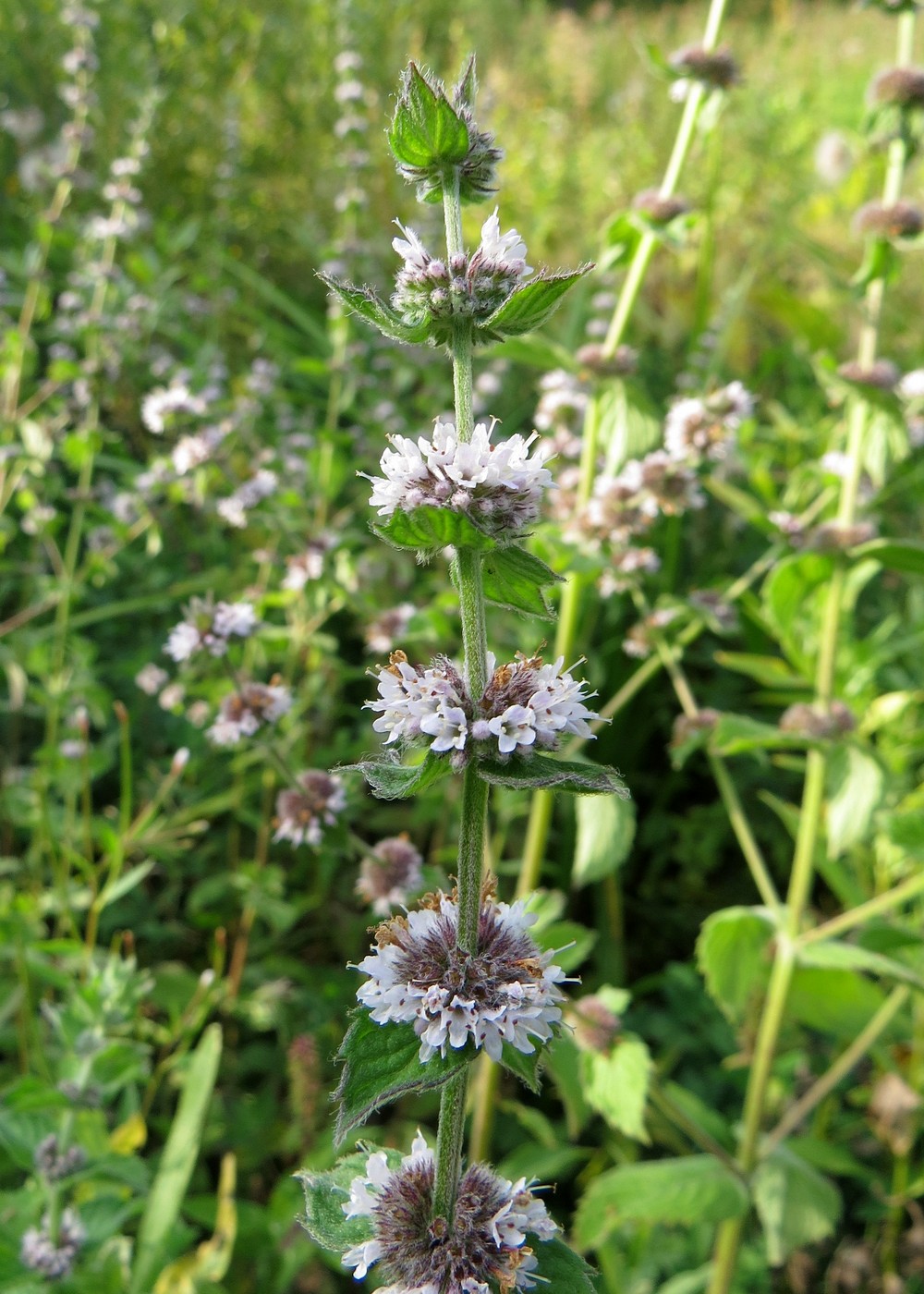 Image of Mentha &times; dalmatica specimen.