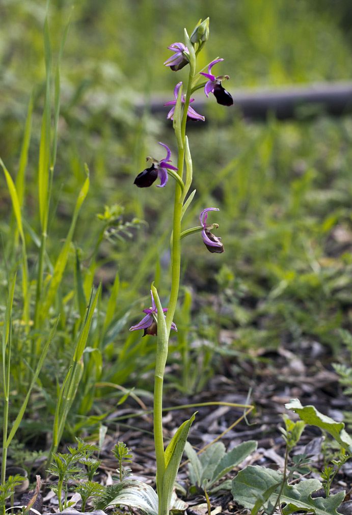 Image of Ophrys ferrum-equinum specimen.