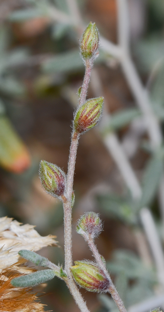 Image of Helianthemum lippii specimen.