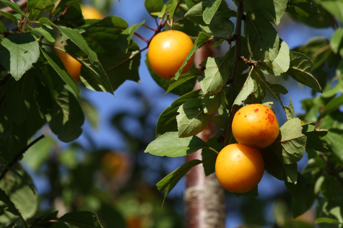 Image of Prunus cerasifera specimen.