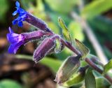 Pulmonaria mollis