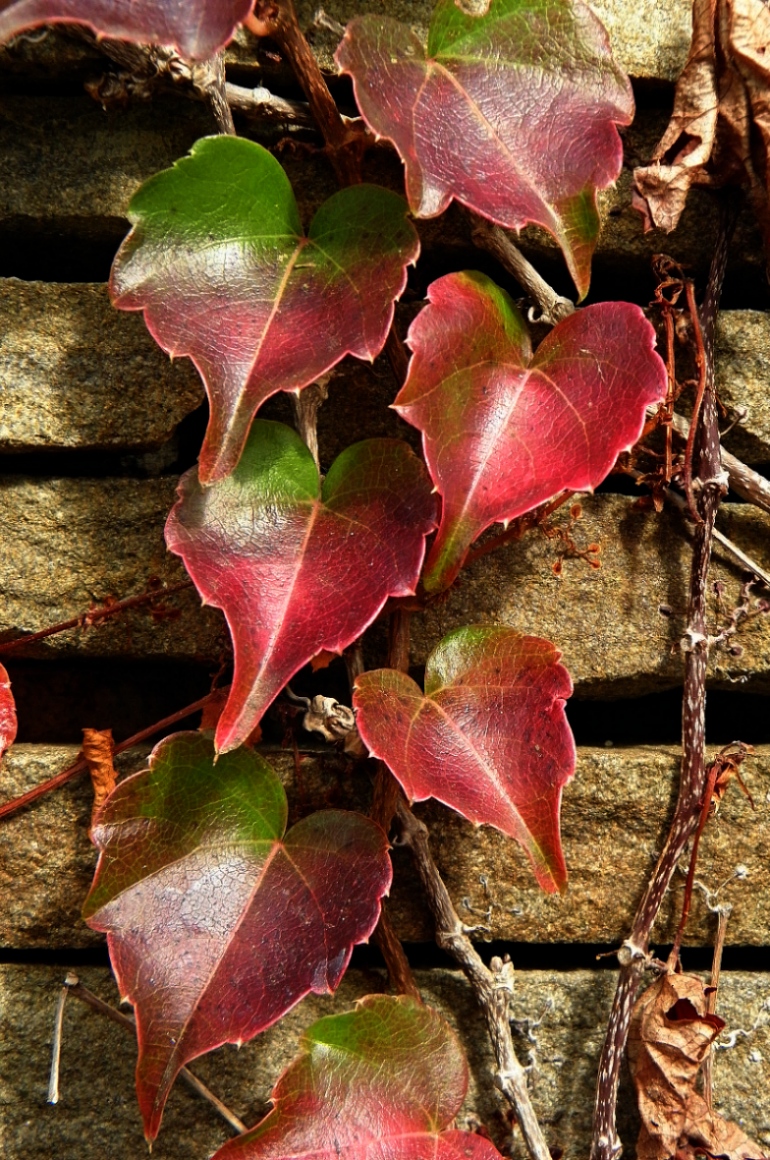Image of Parthenocissus tricuspidata specimen.