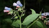 Symphytum asperum. Верхушка цветущего растения. Краснодарский край, Адлерский р-н, окр. пос. Красная Поляна, гора Аибга, водопад Поликаря, опушка леса, выс. ≈ 1500 м н.у.м. 19.09.2016.