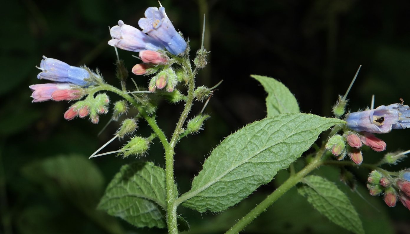 Изображение особи Symphytum asperum.