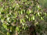 Thalictrum contortum