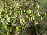 Thalictrum contortum. Часть соплодия. Амурская обл., Бурейский р-н, окр. с. Виноградовка, долина р. Асташиха, разнотравный луг. 15.07.2016.