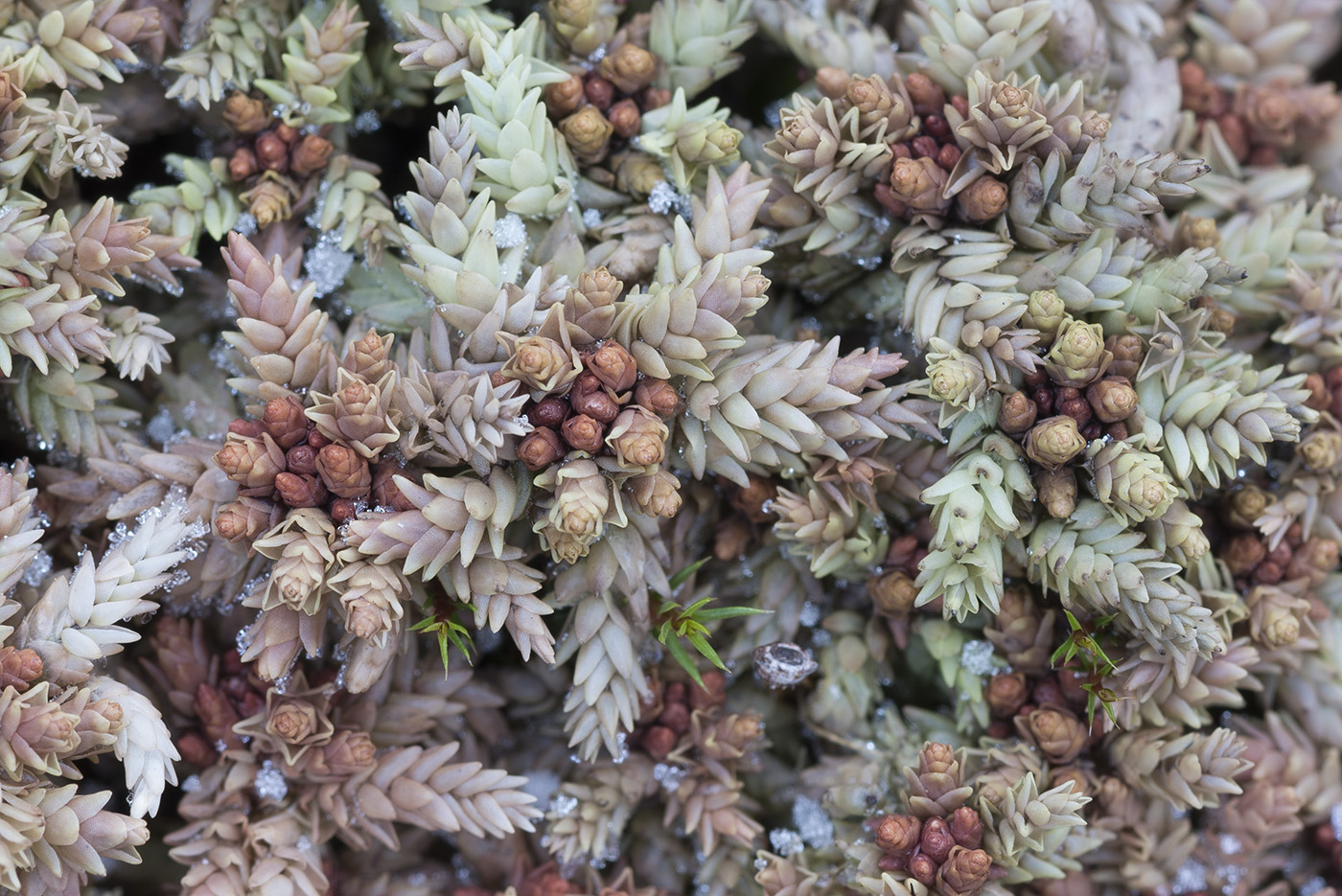 Image of Sphagnum divinum specimen.