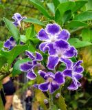 Duranta erecta. Листья и цветки. Израиль, г. Бат-Ям, в культуре. 21.11.2014.