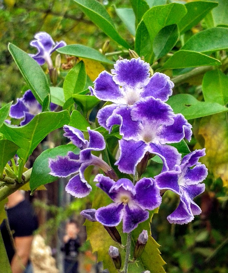 Image of Duranta erecta specimen.