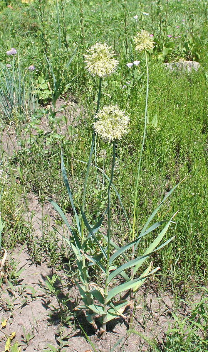 Изображение особи Allium obliquum.