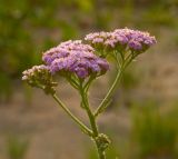 род Achillea. Общее соцветие в капельках росы. Южный Урал, р. Уфа ниже пос. Уфа-Шигири. 23 июля 2016 г.