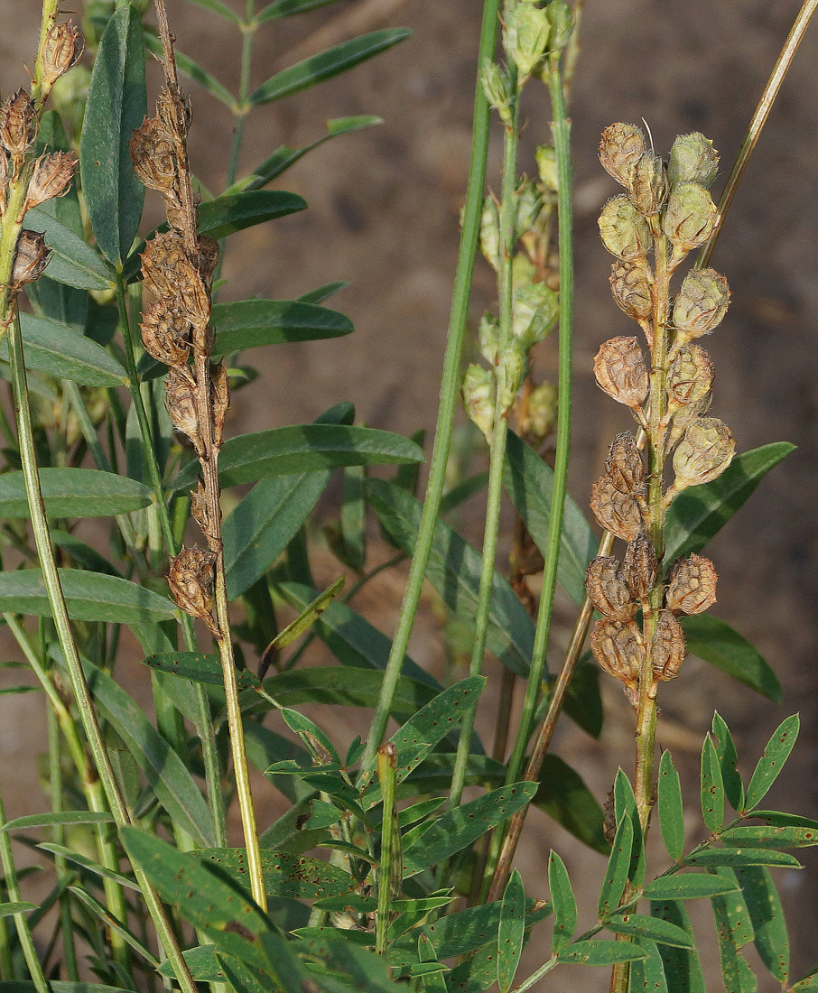 Image of Onobrychis viciifolia specimen.