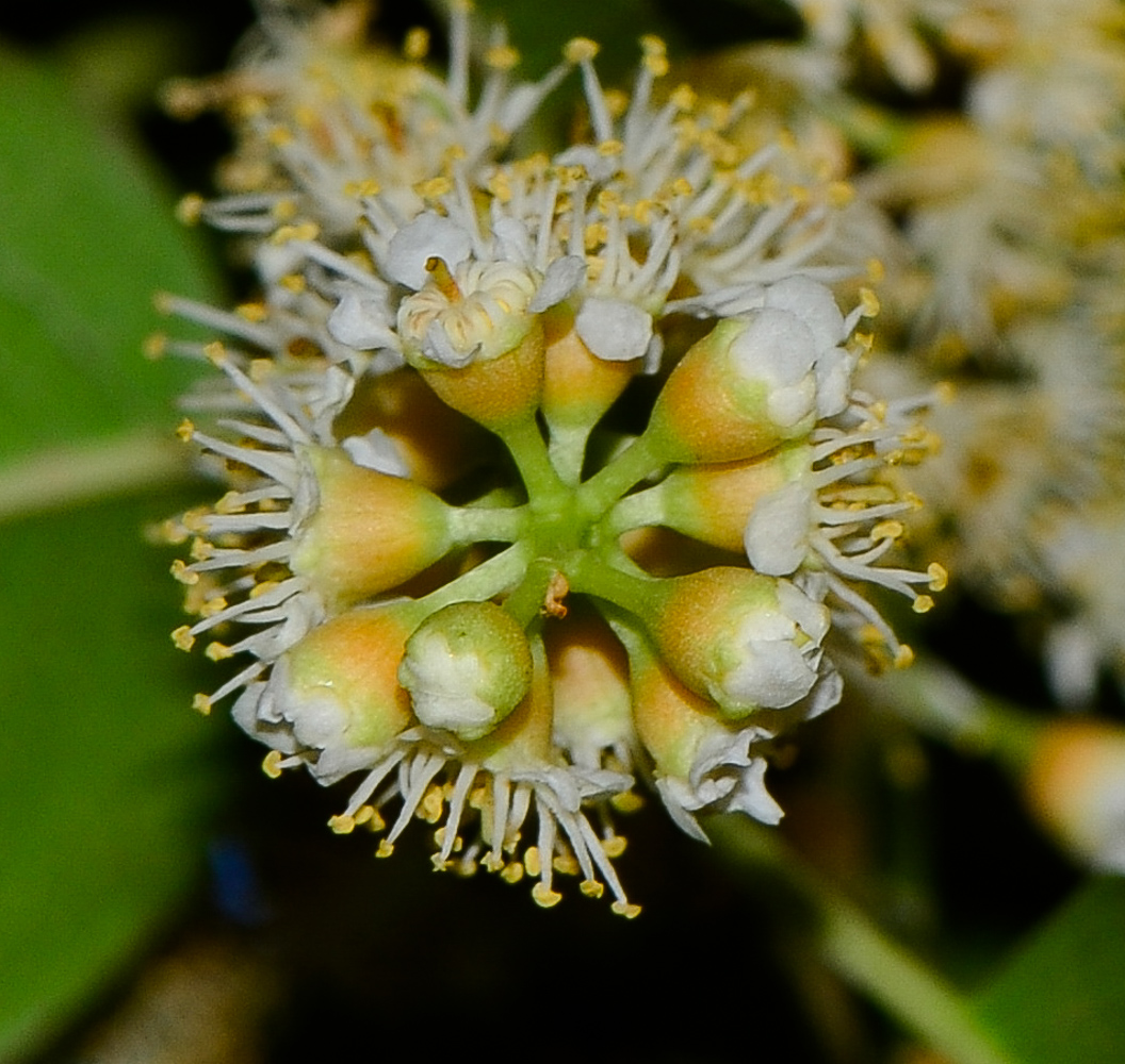 Изображение особи Lauro-cerasus lyonii.