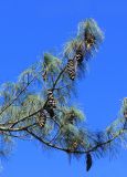 Pinus wallichiana. Ветви с шишками. Абхазия, г. Сухум, Сухумский ботанический сад, в культуре. 7 марта 2016 г.