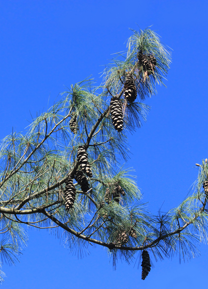 Изображение особи Pinus wallichiana.