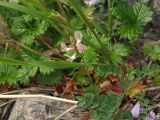 Astragalus vallicoides