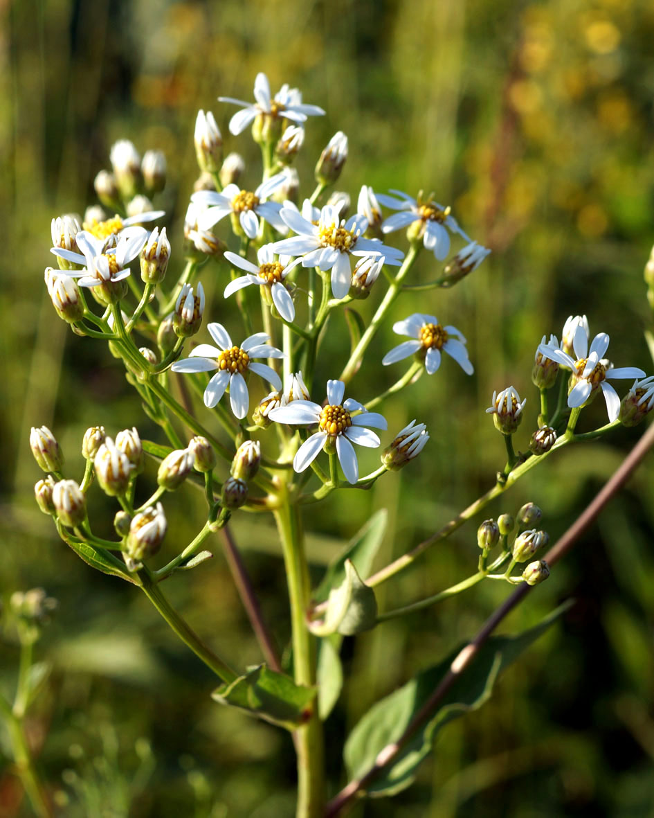 Изображение особи Doellingeria scabra.