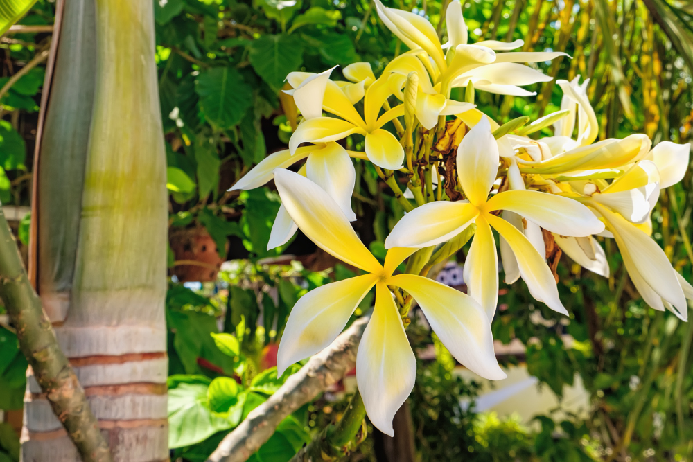 Image of genus Plumeria specimen.