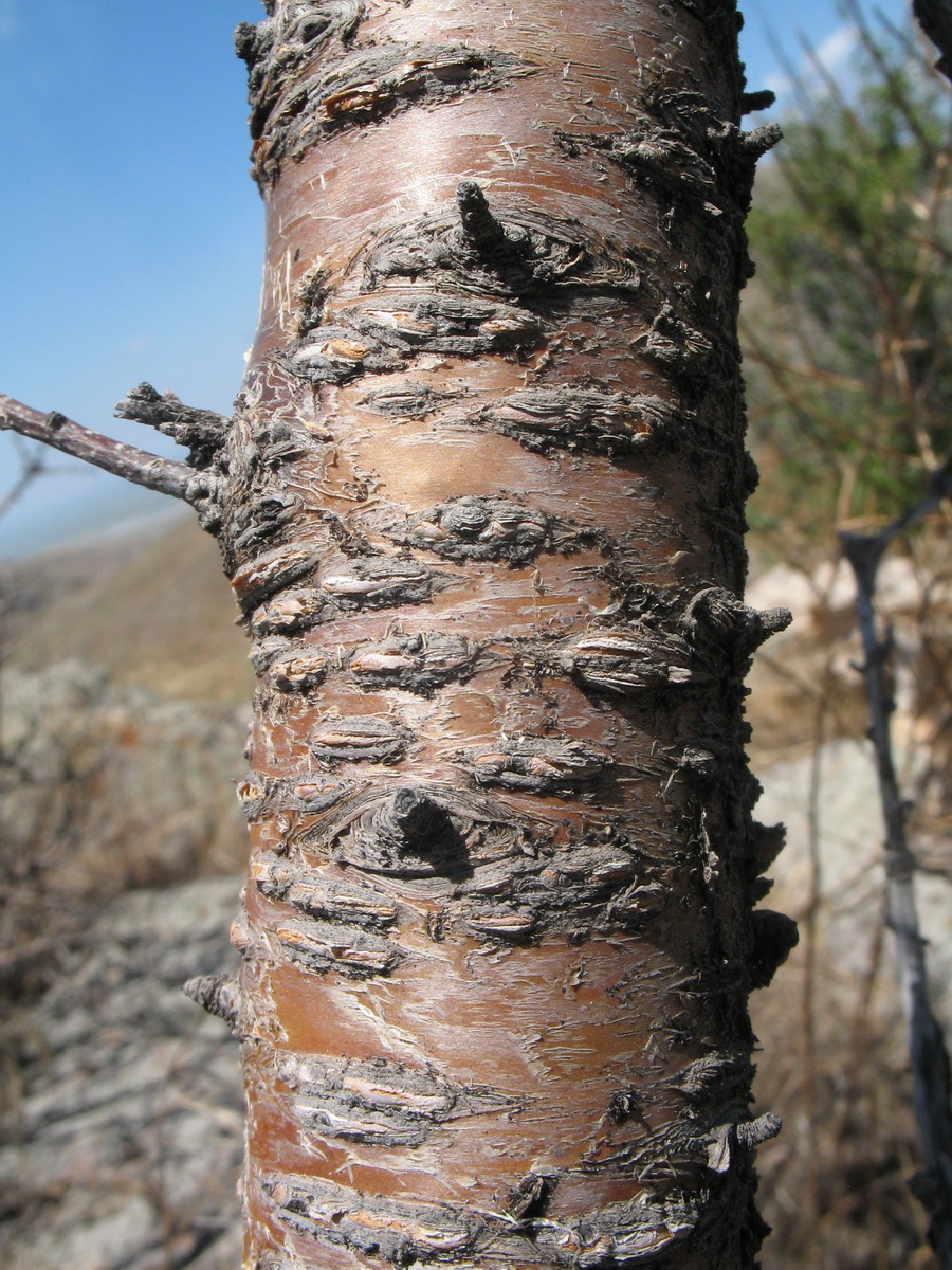 Изображение особи Cerasus verrucosa.