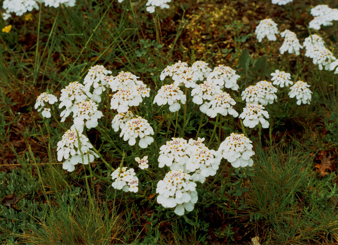 Image of Iberis simplex specimen.