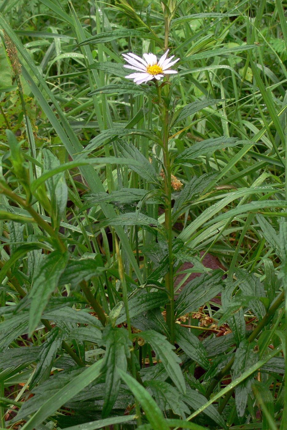 Image of Aster maackii specimen.