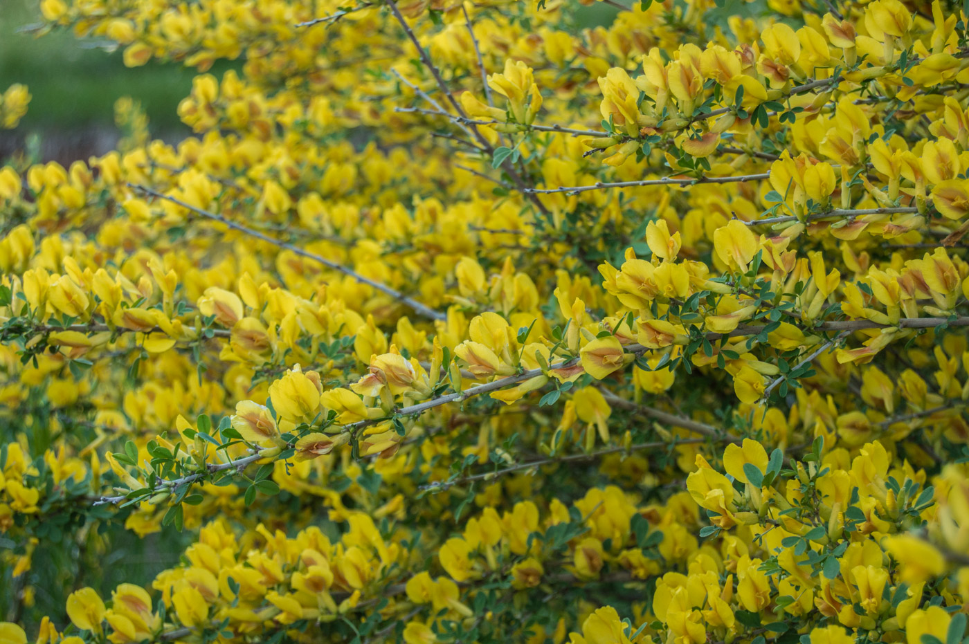 Изображение особи Chamaecytisus ruthenicus.