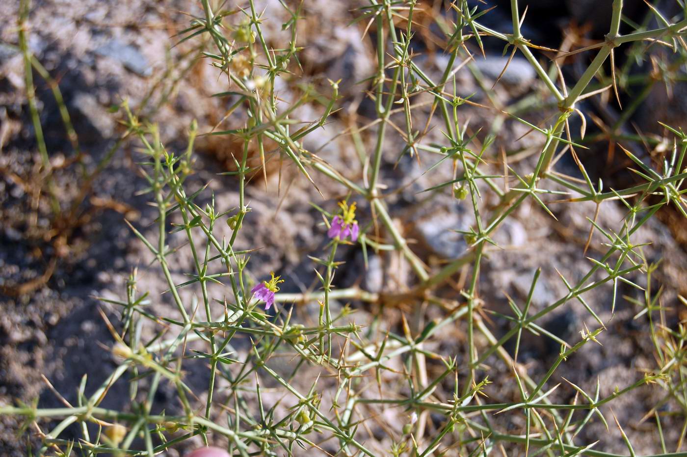 Изображение особи Fagonia indica.