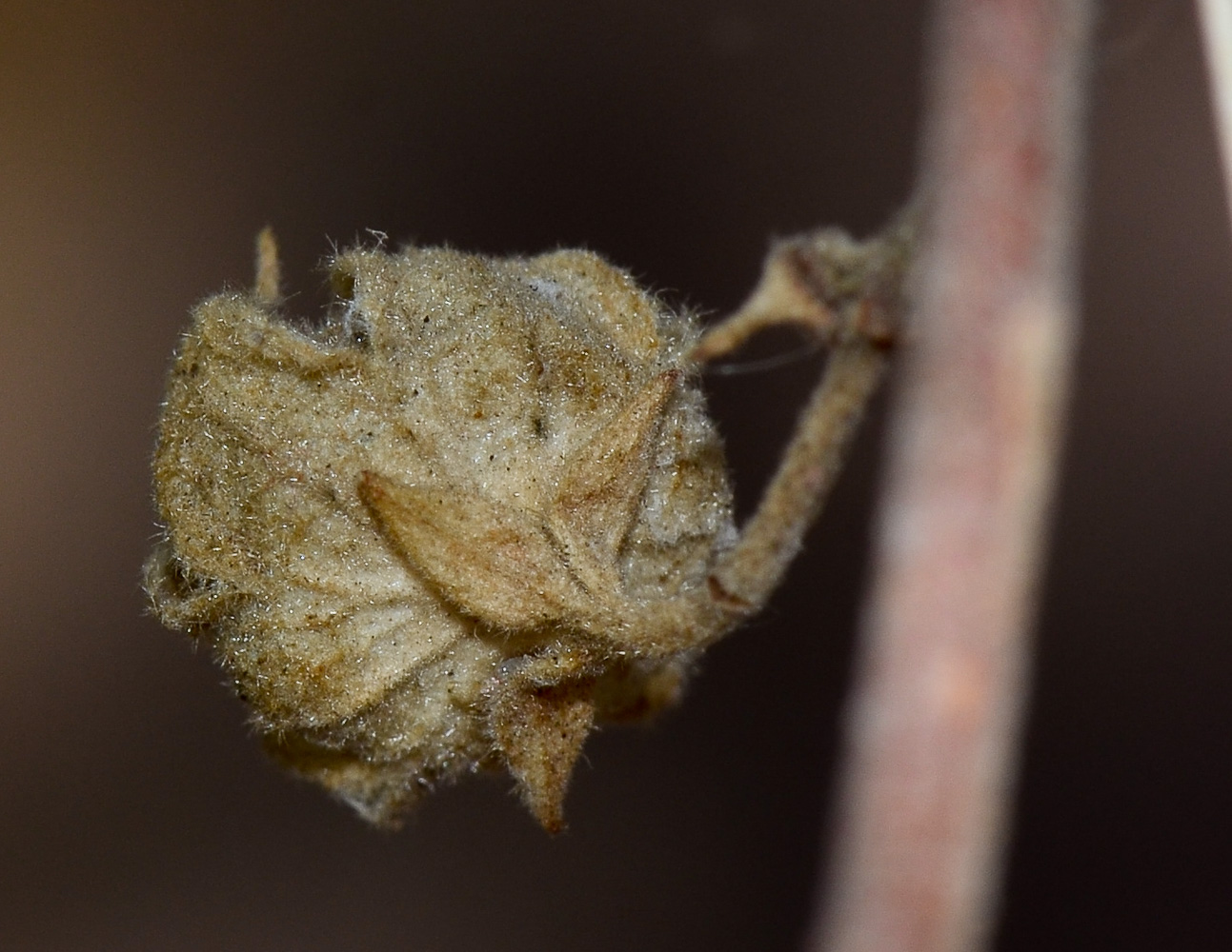 Image of Anisodontea capensis specimen.