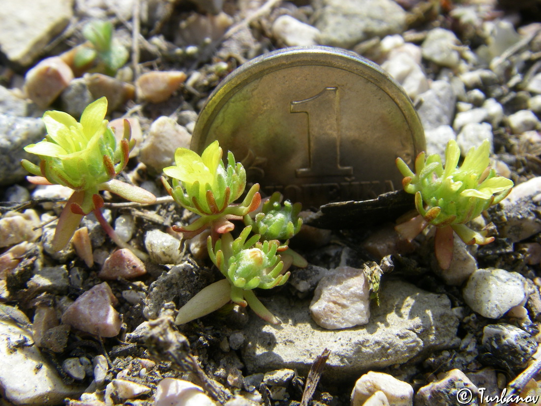 Image of Ceratocephala platyceras specimen.