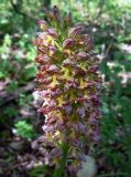 Orchis hybrid subspecies suckowii
