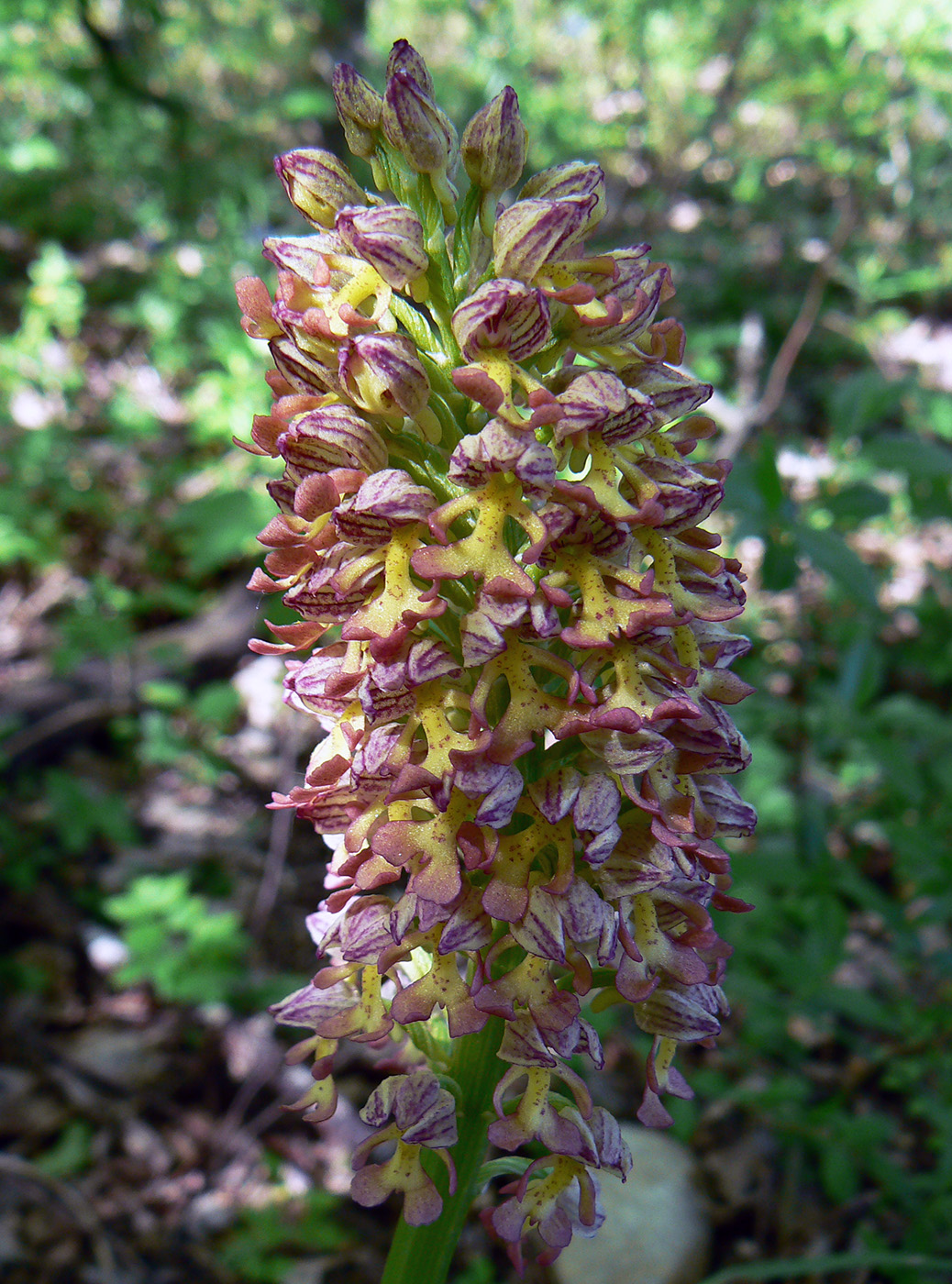 Image of Orchis &times; wulffiana nothosubsp. suckowii specimen.
