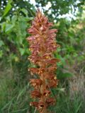 Orobanche rapum-genistae. Соцветие. Нидерланды, провинция Limburg, рудеральное местообитание у железнодорожной станции Mook-Molenhoek; паразитирует на Sarothamnus (Cytisus) scoparius. 12 июня 2010 г.