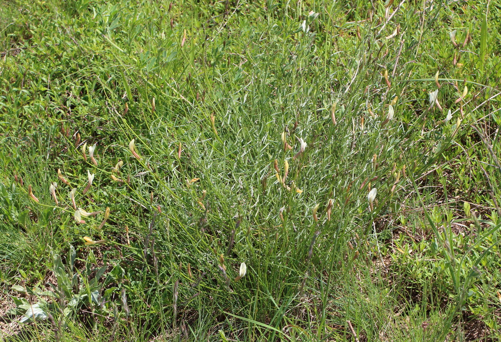 Изображение особи Astragalus ucrainicus.