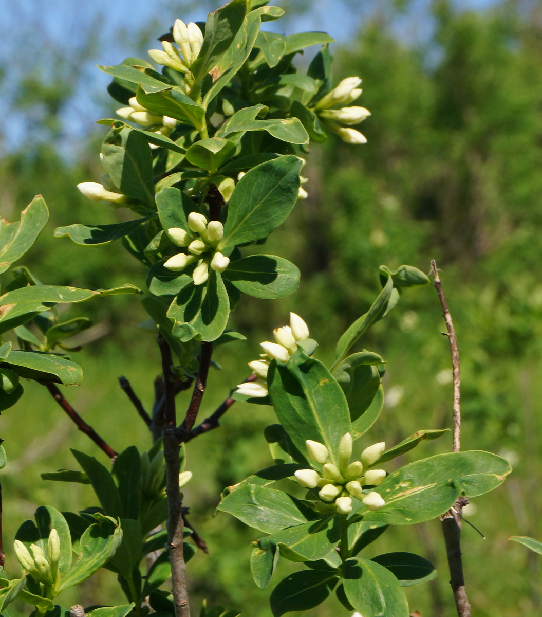 Image of Daphne altaica specimen.