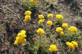 Hypericum scabrum