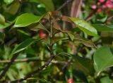 Strophanthus gratus