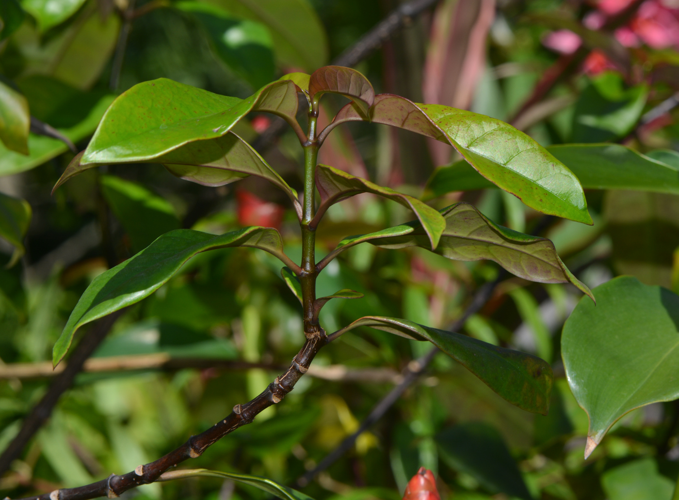 Изображение особи Strophanthus gratus.