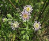 Erigeron podolicus